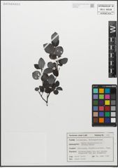 Foto von Salix myrsinifolia Salisb.